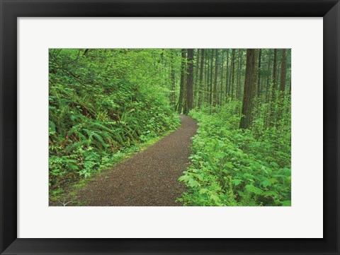 Framed Hiking Trail in Columbia River Gorge I Print