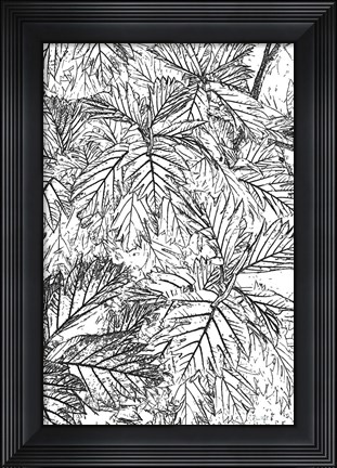 Framed Botanical BW I Print