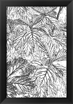 Framed Botanical BW I Print