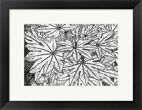 Framed Botanical BW II Print