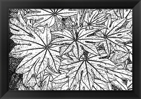 Framed Botanical BW II Print