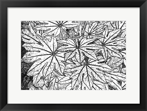 Framed Botanical BW II Print