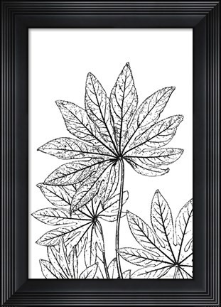 Framed Botanical BW III Print
