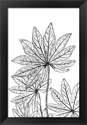 Framed Botanical BW III Print