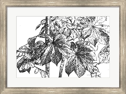 Framed Botanical BW IV Print
