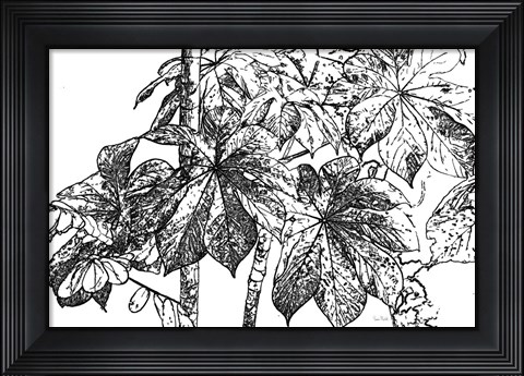 Framed Botanical BW IV Print