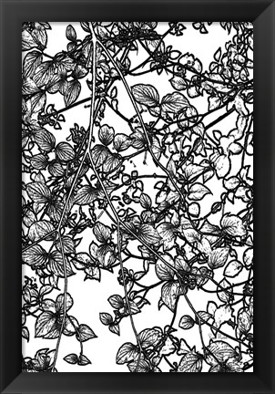 Framed Leafy BW III Print