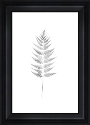 Framed Palm I Print