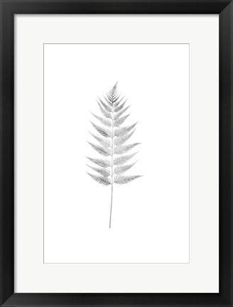 Framed Palm I Print