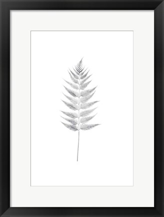 Framed Palm I Print