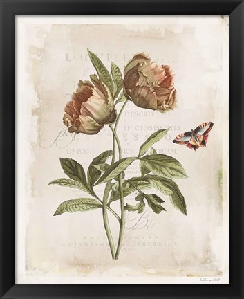 Framed Antiquarian Blooms VI Print