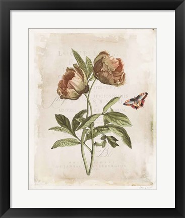 Framed Antiquarian Blooms VI Print