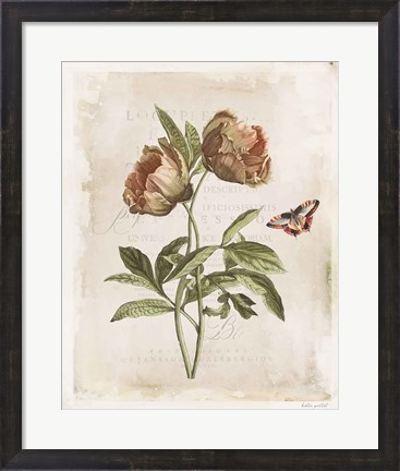 Framed Antiquarian Blooms VI Print