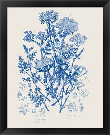 Framed Flowering Plants IV Mid Blue Print