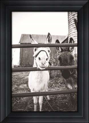 Framed Donkeys Print