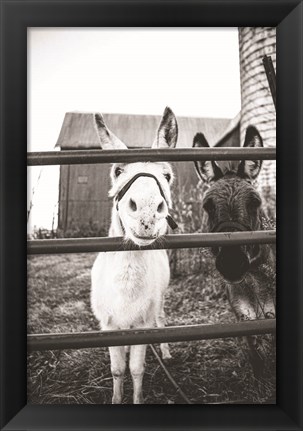 Framed Donkeys Print