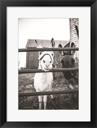 Framed Donkeys Print