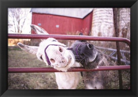 Framed Hey Donkeys II Print