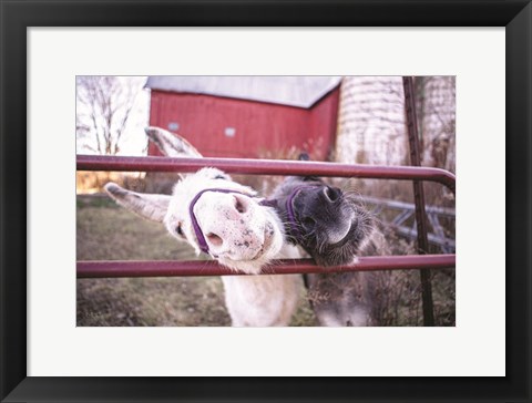 Framed Hey Donkeys II Print