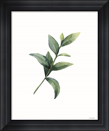 Framed Eucalyptus III Print