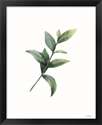 Framed Eucalyptus III Print