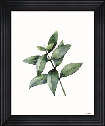 Framed Eucalyptus IV Print