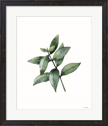 Framed Eucalyptus IV Print