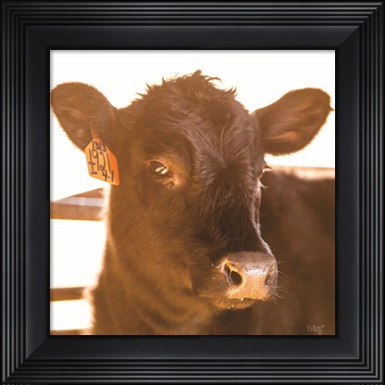 Framed Baby Cow I Print