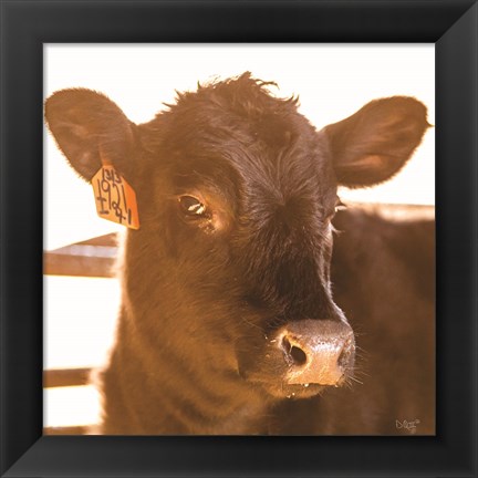 Framed Baby Cow I Print