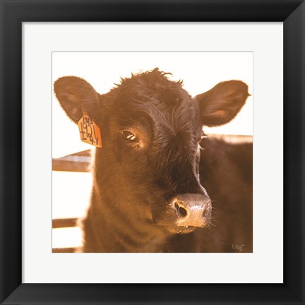 Framed Baby Cow I Print