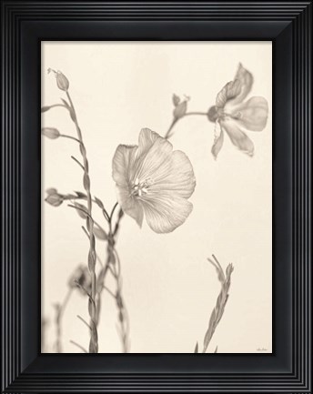 Framed Faded Flower II Print