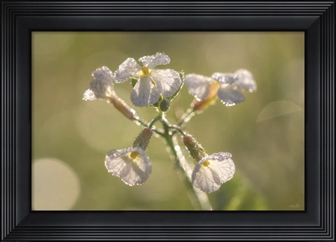 Framed Morning Dew Print