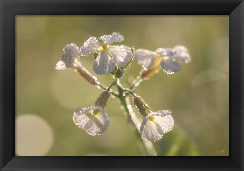 Framed Morning Dew Print
