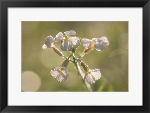 Framed Morning Dew Print