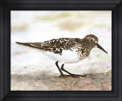 Framed Sandpiper 1 Print