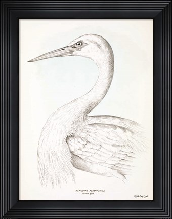 Framed Herodias Plumiferus Print