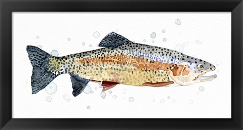 Framed Watercolor Rainbow Trout I Print