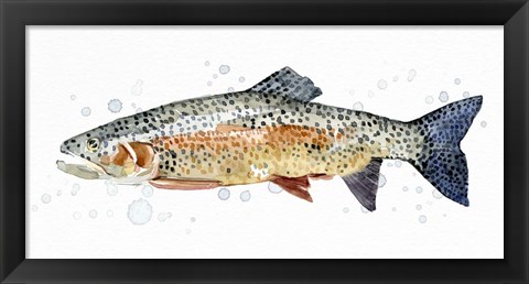 Framed Watercolor Rainbow Trout II Print