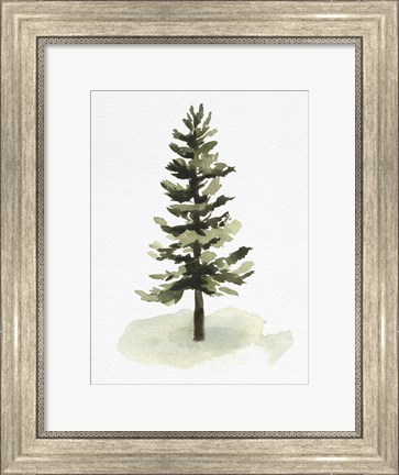 Framed Watercolor Pine II Print