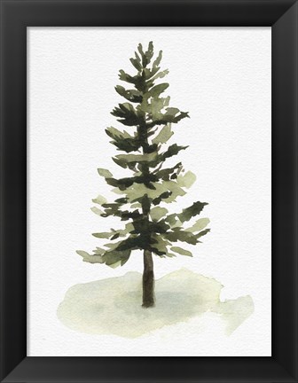 Framed Watercolor Pine II Print