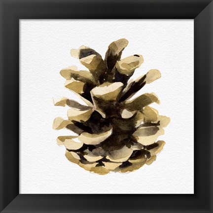 Framed Conifer Cone II Print