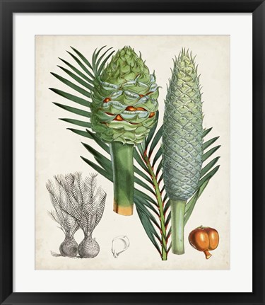Framed Sago Palms I Print