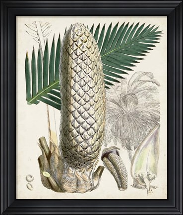 Framed Sago Palms II Print