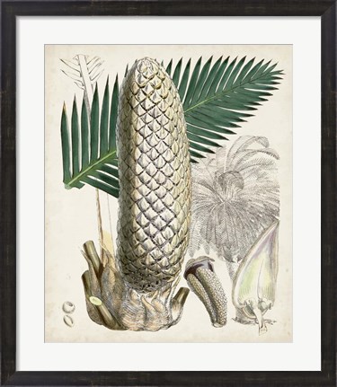 Framed Sago Palms II Print