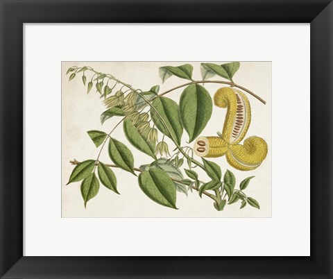 Framed Tropical Foliage &amp; Fruit I Print