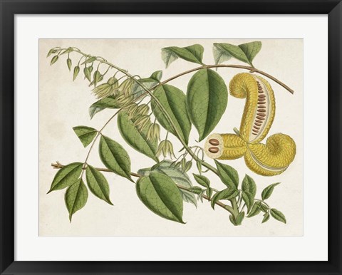 Framed Tropical Foliage &amp; Fruit I Print