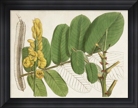 Framed Tropical Foliage &amp; Fruit II Print