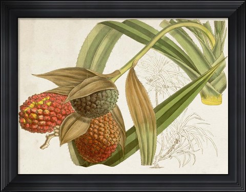 Framed Tropical Foliage &amp; Fruit III Print