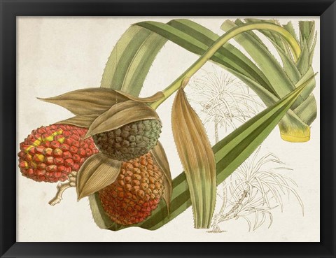 Framed Tropical Foliage &amp; Fruit III Print