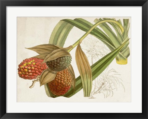 Framed Tropical Foliage &amp; Fruit III Print